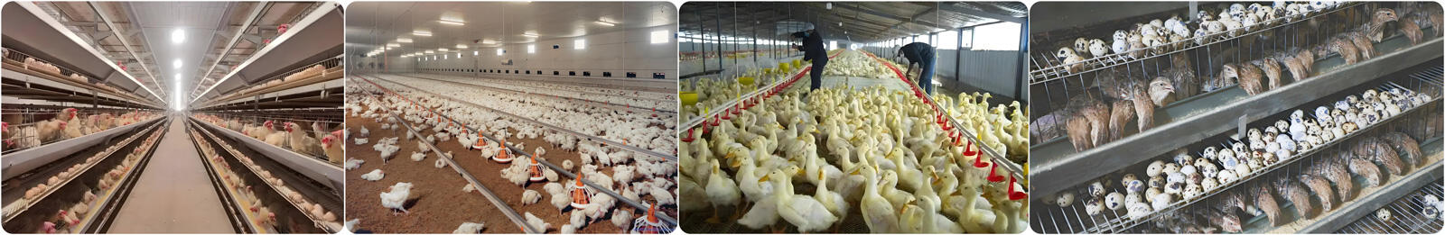steel-poultry-farm-house-.jpg