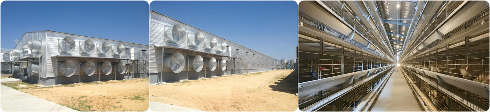 Steel-Structure-Chicken-House-.jpg