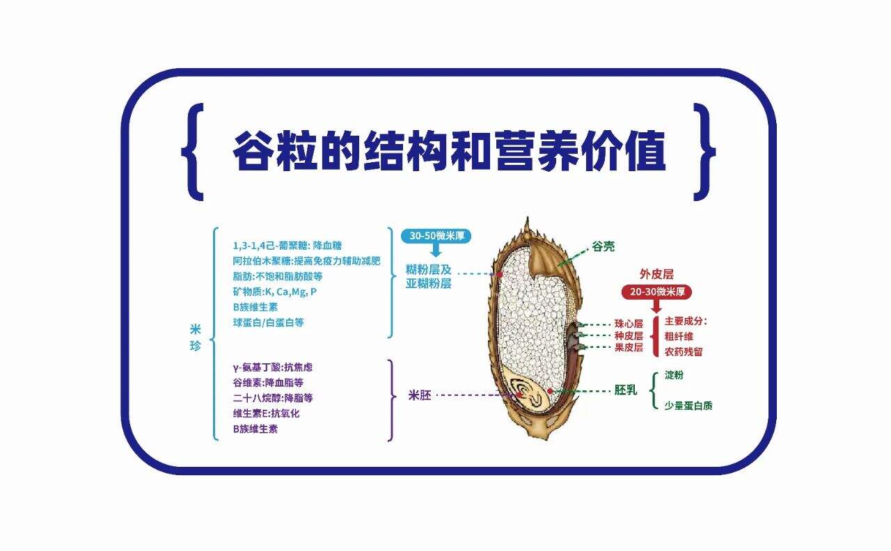 Храни црева и користи кожи! Назвао бих то сакривеном ризницом у свету терапије храном