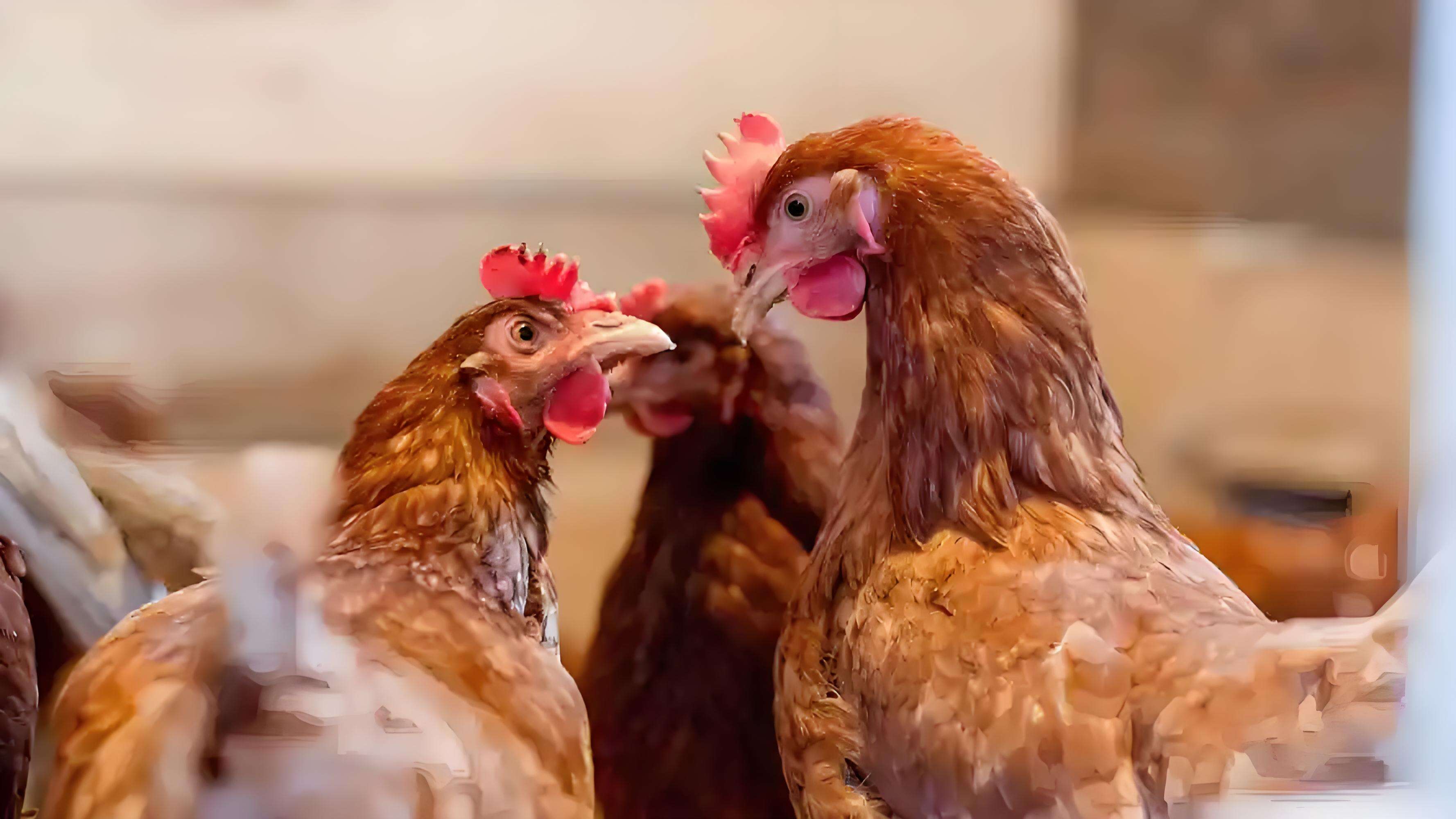 GEBRUIKSDIERENVOEDER