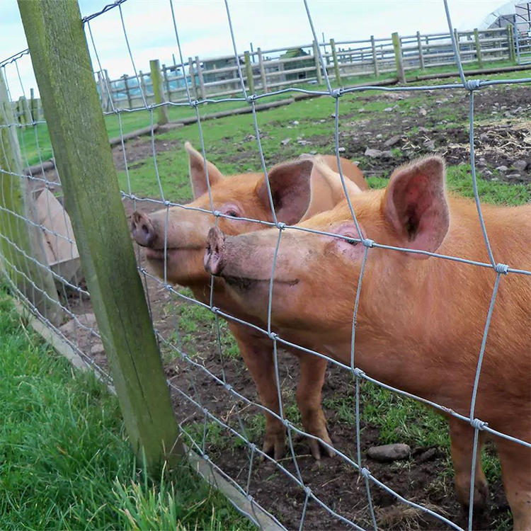 Transforming Poultry Farms with Effective Fencing