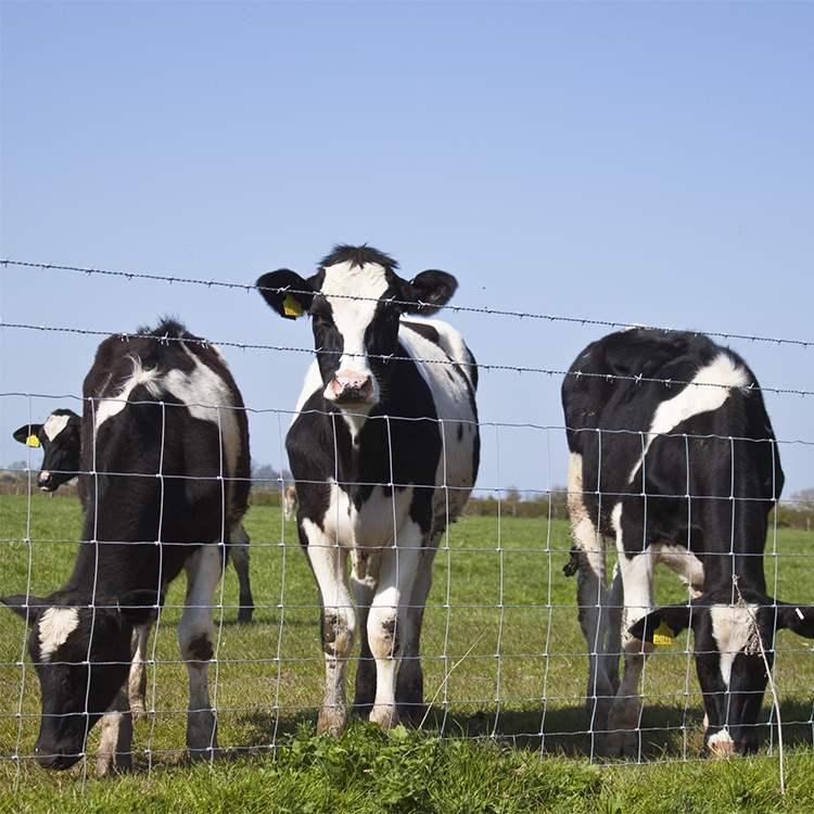 Successful Implementation of Sheep Netting Fence