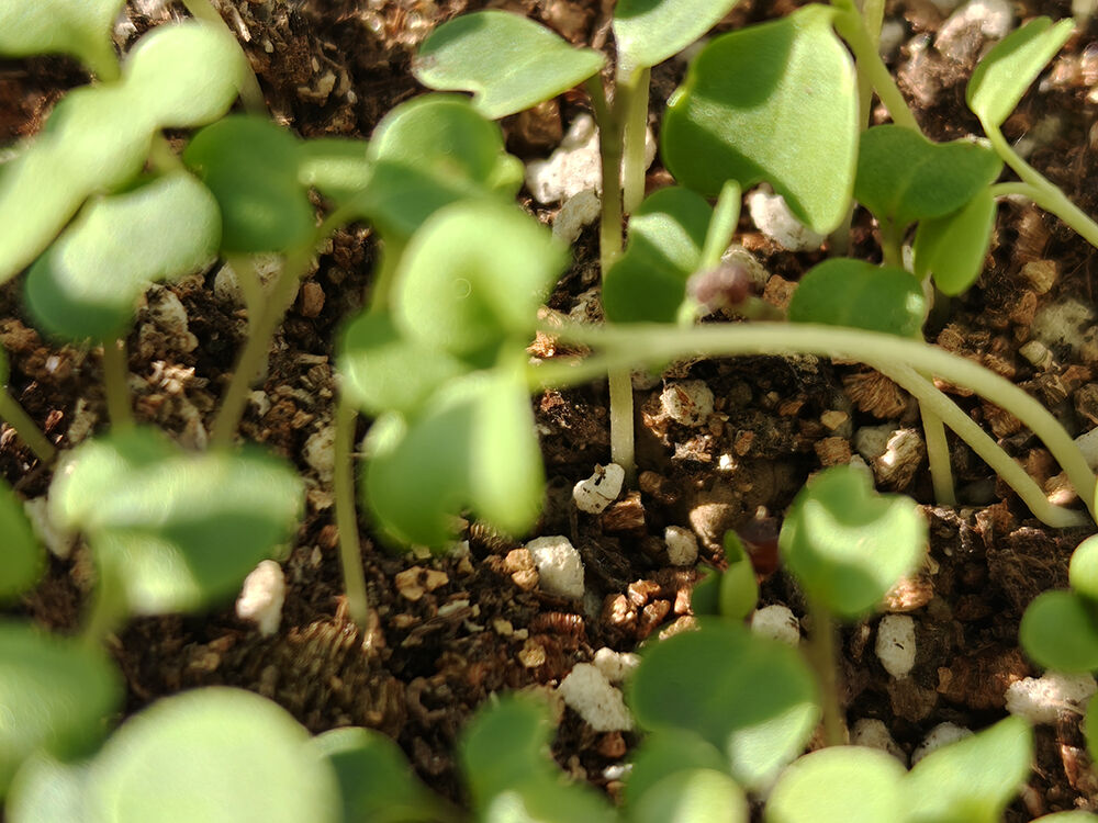 Planting with vermiculite and perlite mixed with soil