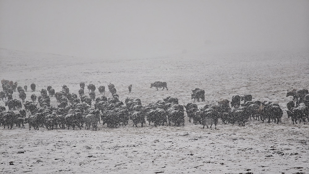 Esun Team-Building Trip to Gannan: Through Snow and Wind, We Witnessed Extraordinary Scenery Together