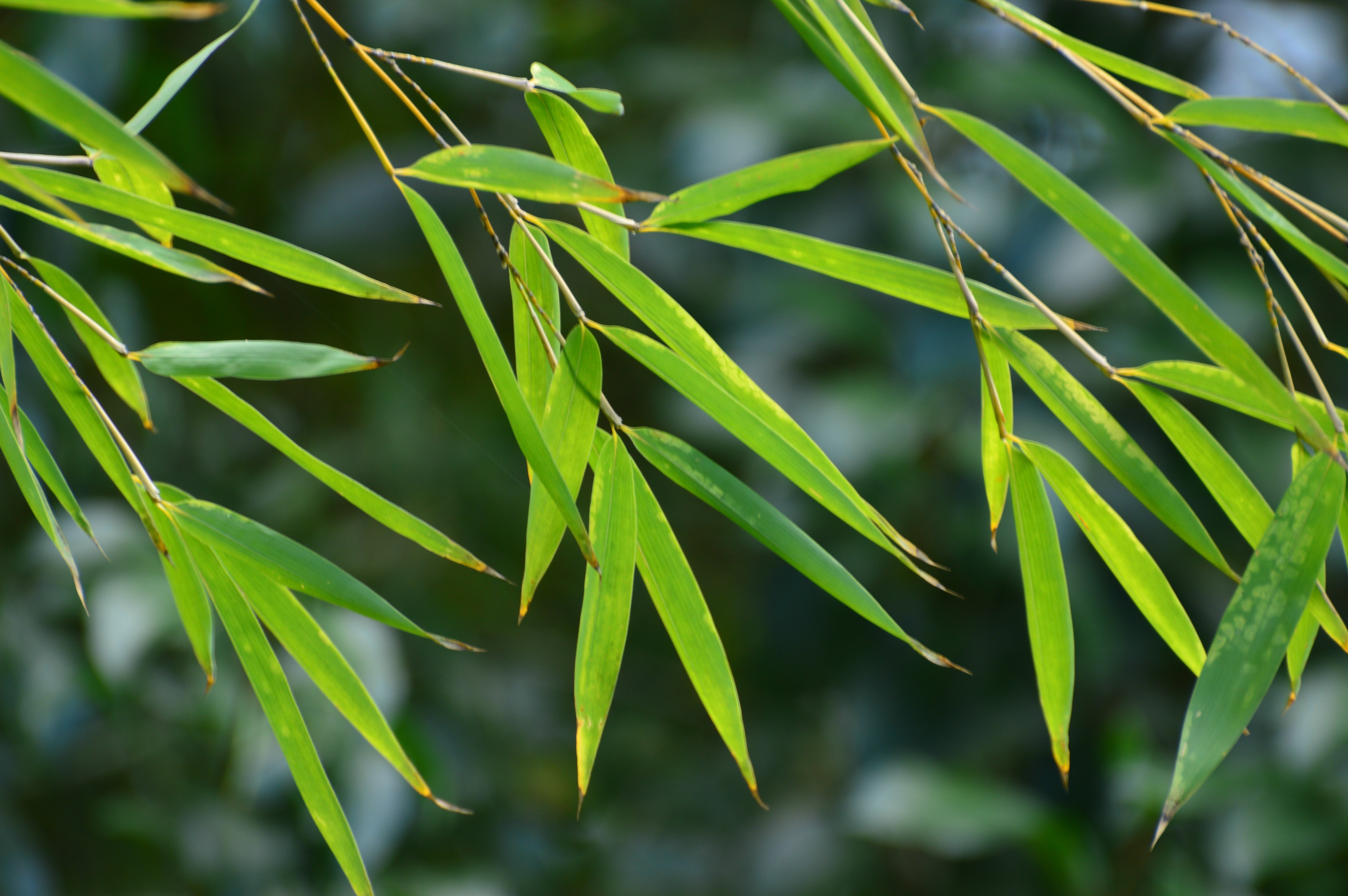 bamboo-4934757.jpg