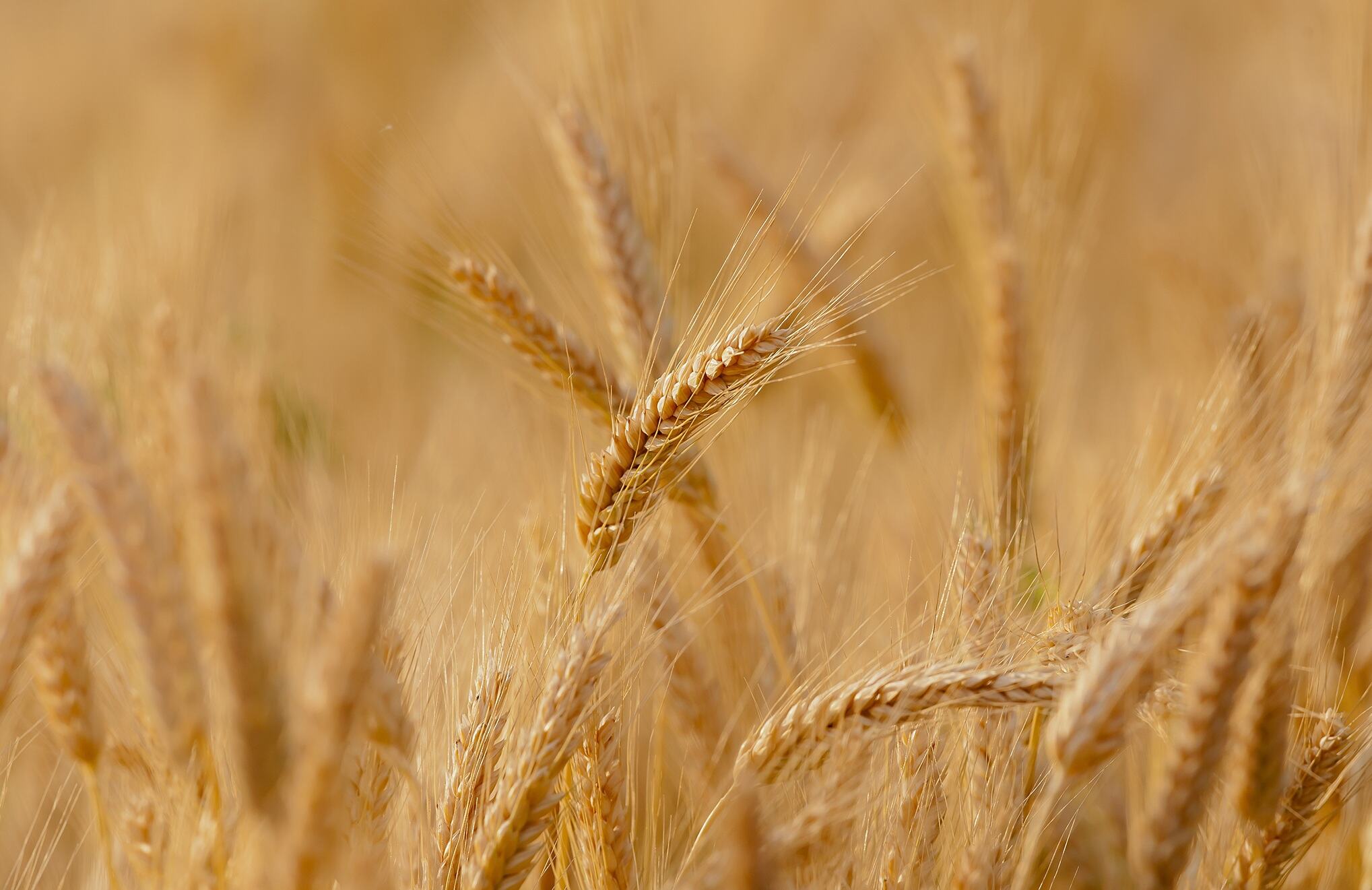 wheat-3241114.jpg