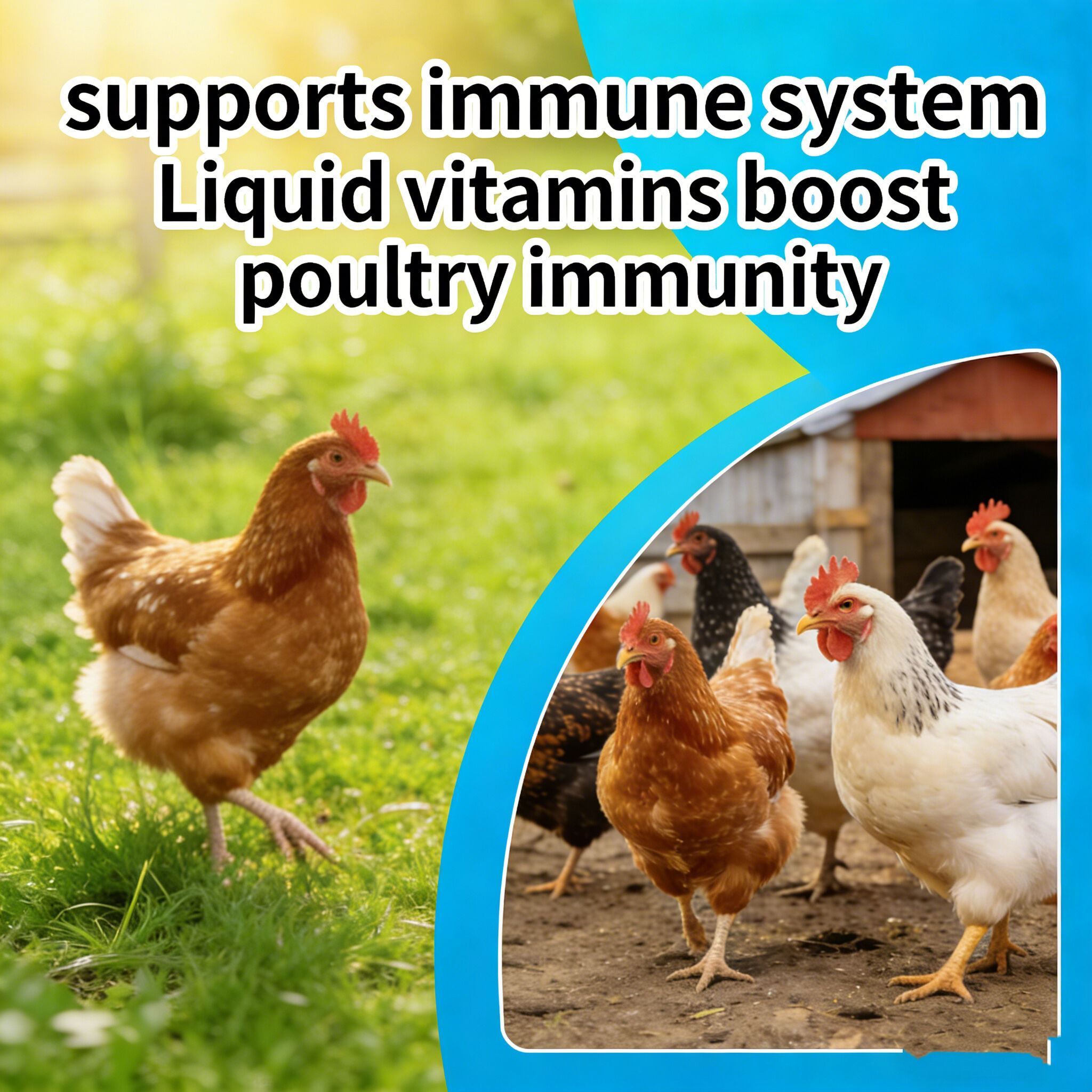 Advanced Formulations for Optimal Immune Support