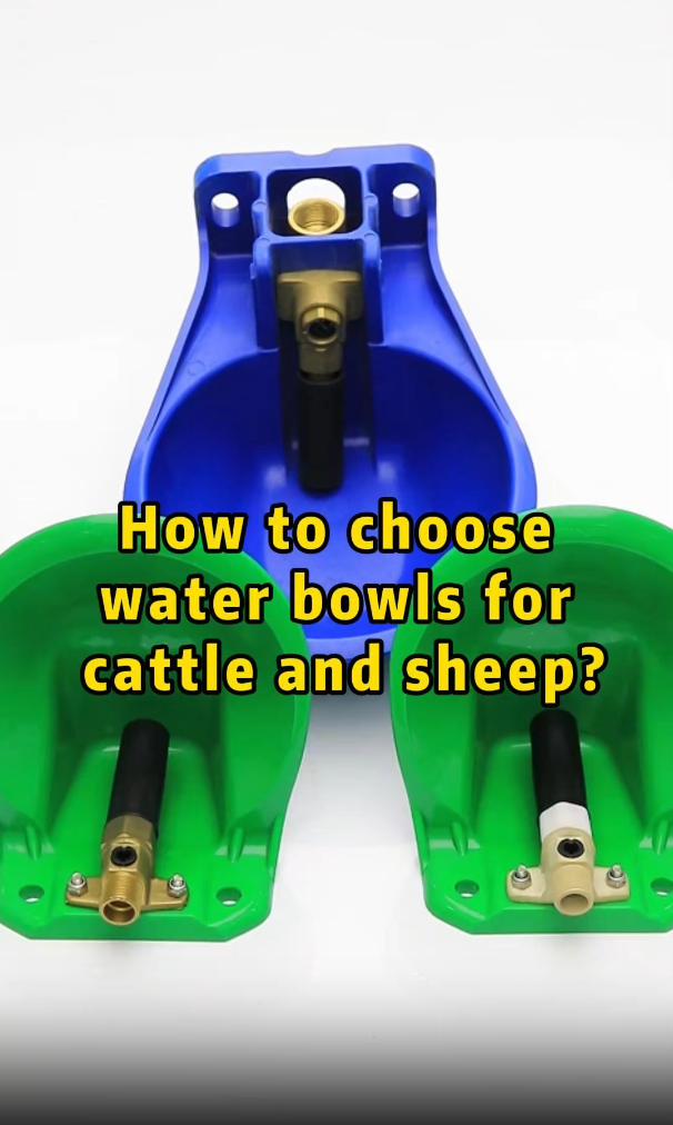 Multiple Drinking Bowl Options