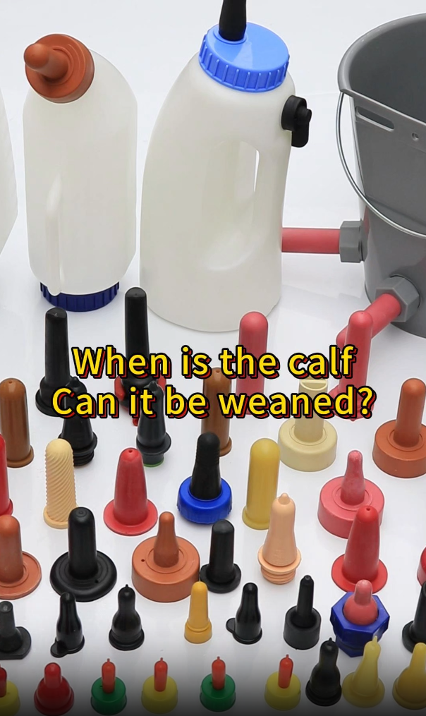 מתי ניתן לגמל את העגל