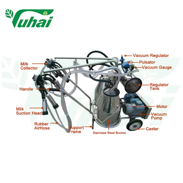 Bagaimana Reban Anak Lembu Meningkatkan Kesihatan dan Pertumbuhan Anak Lembu Muda