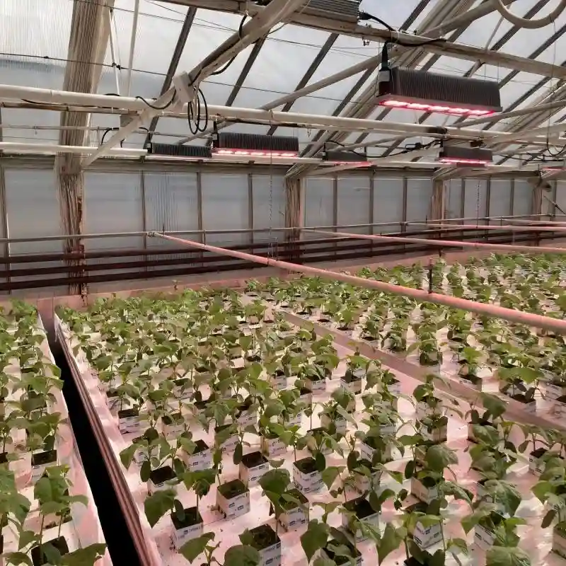 energy efficient led grow lights3.webp