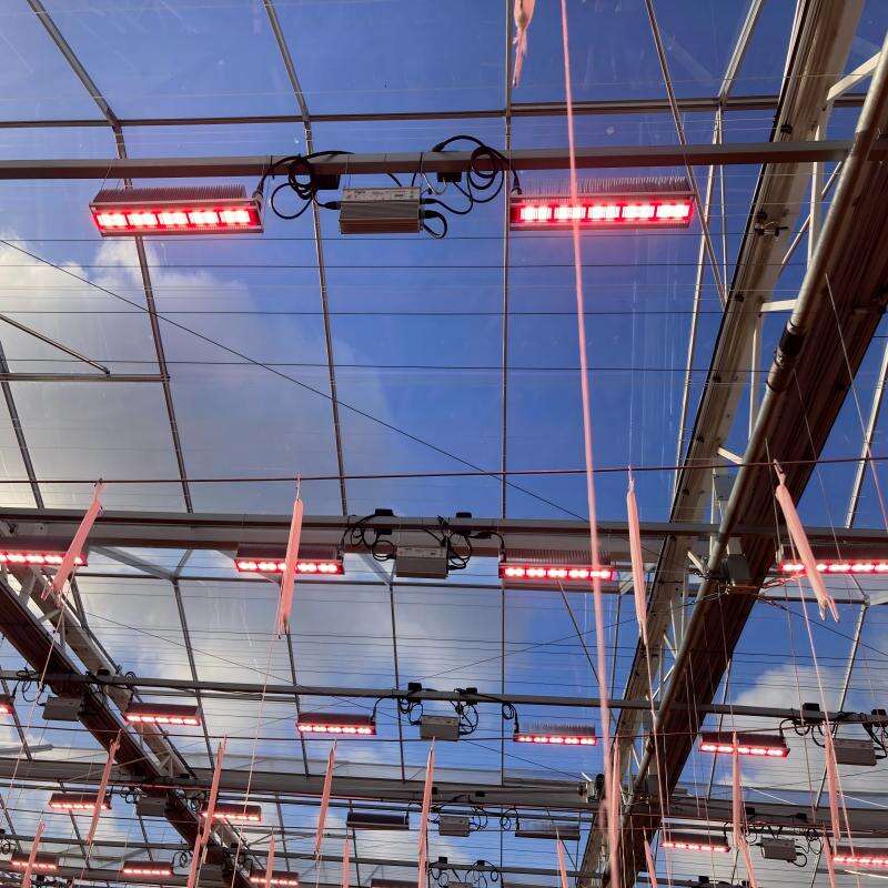 solar grow lights for greenhouse.jpg