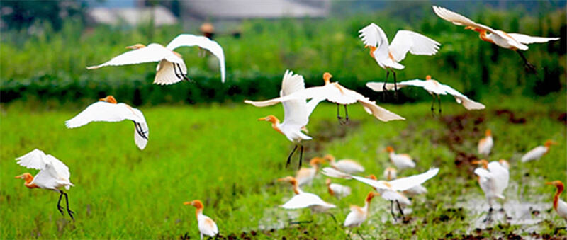 《Regulations on the Supervision and Management of Sewage Discharge Ports into Rivers》 has been released.jpg