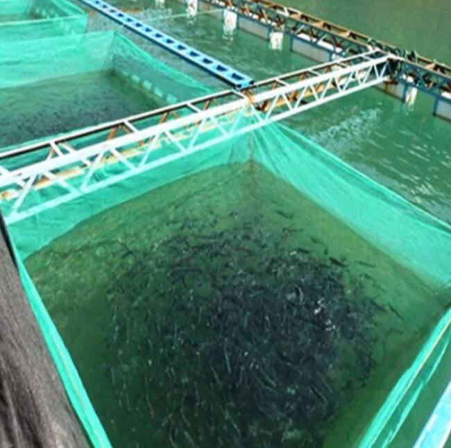 From Battlefield to Backyard: The European Embrace of Camouflage Nets for Stylish Shade and Design 2