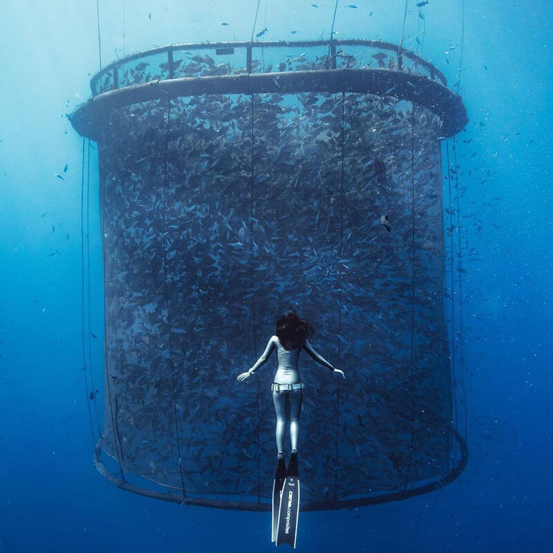 Sistemas Automatizados de Alimentação de Precisão