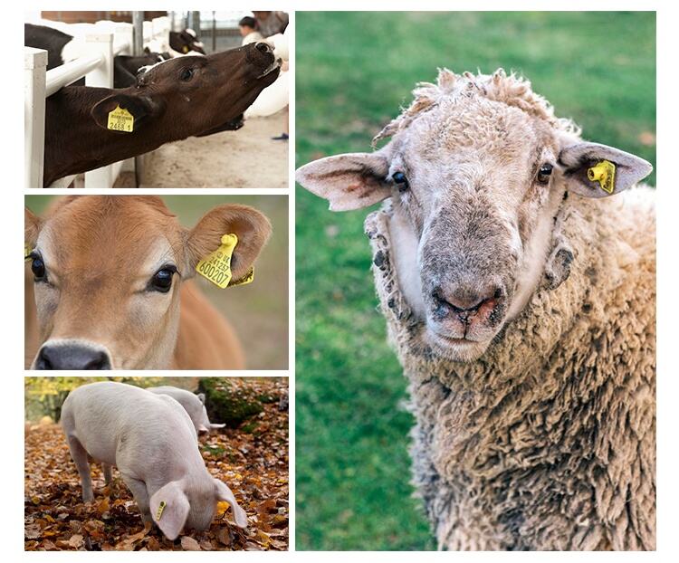动物耳标 7_看图王.jpg