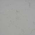 Textura de piedra reconstituida Calacatta Blanca modelo 1018
