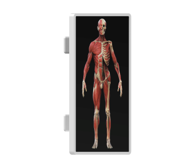 virtual dissection table classic-20