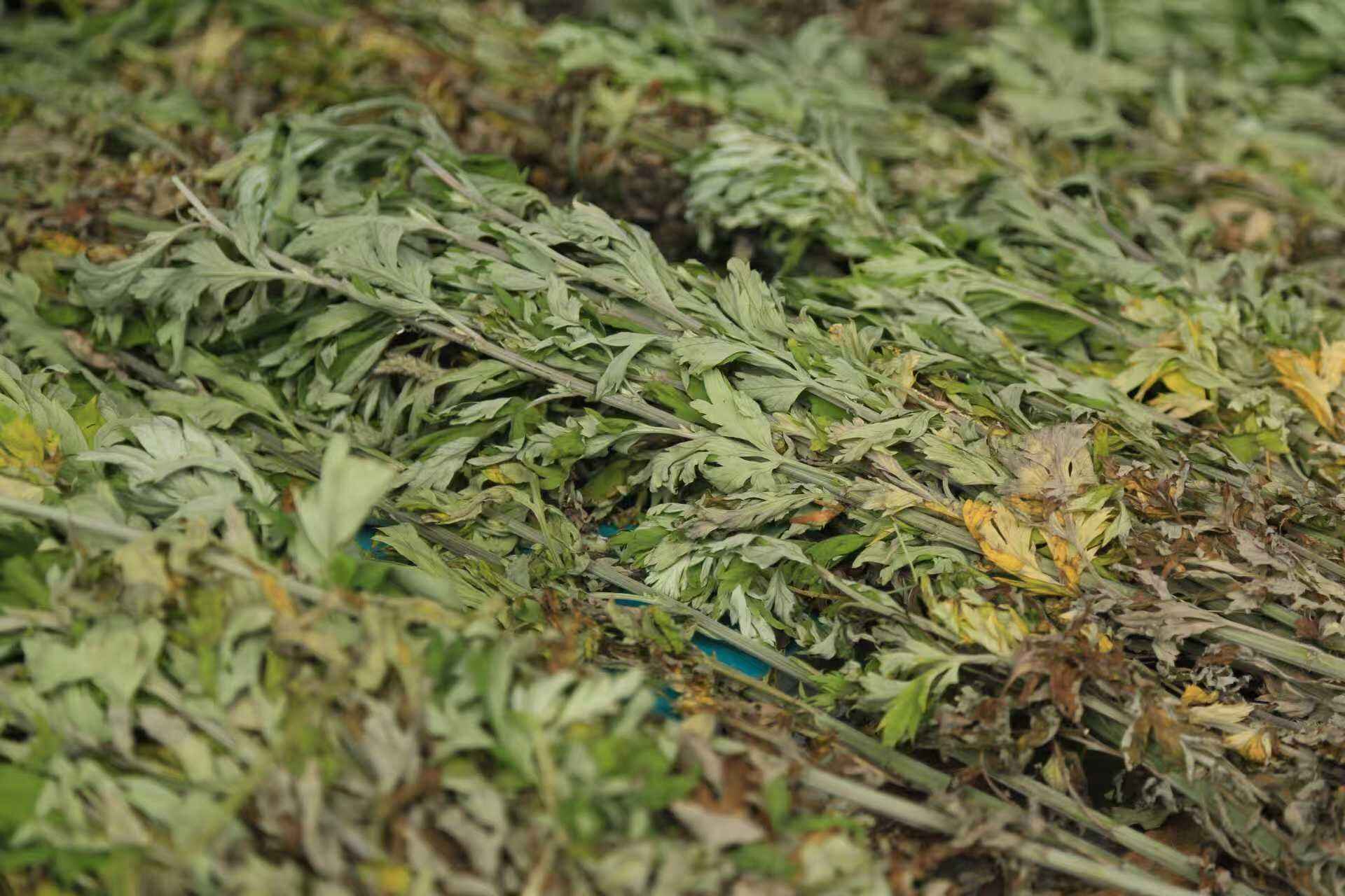 The Unique Benefits of Mugwort for Moxibustion