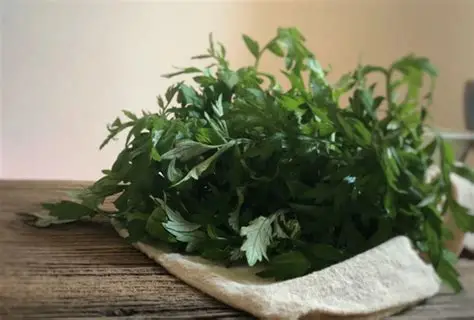 Harnessing the Power of Mugwort