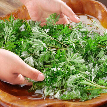 Débloquer le potentiel curatif de l'armoise