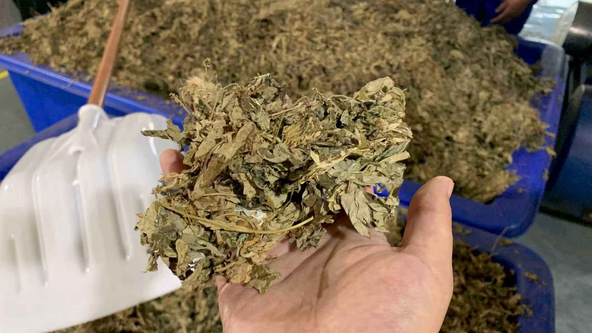 Armoise de qualité supérieure provenant des hauts plateaux écologiques