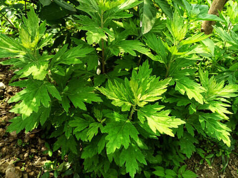 Débloquer le potentiel curatif de l'armoise