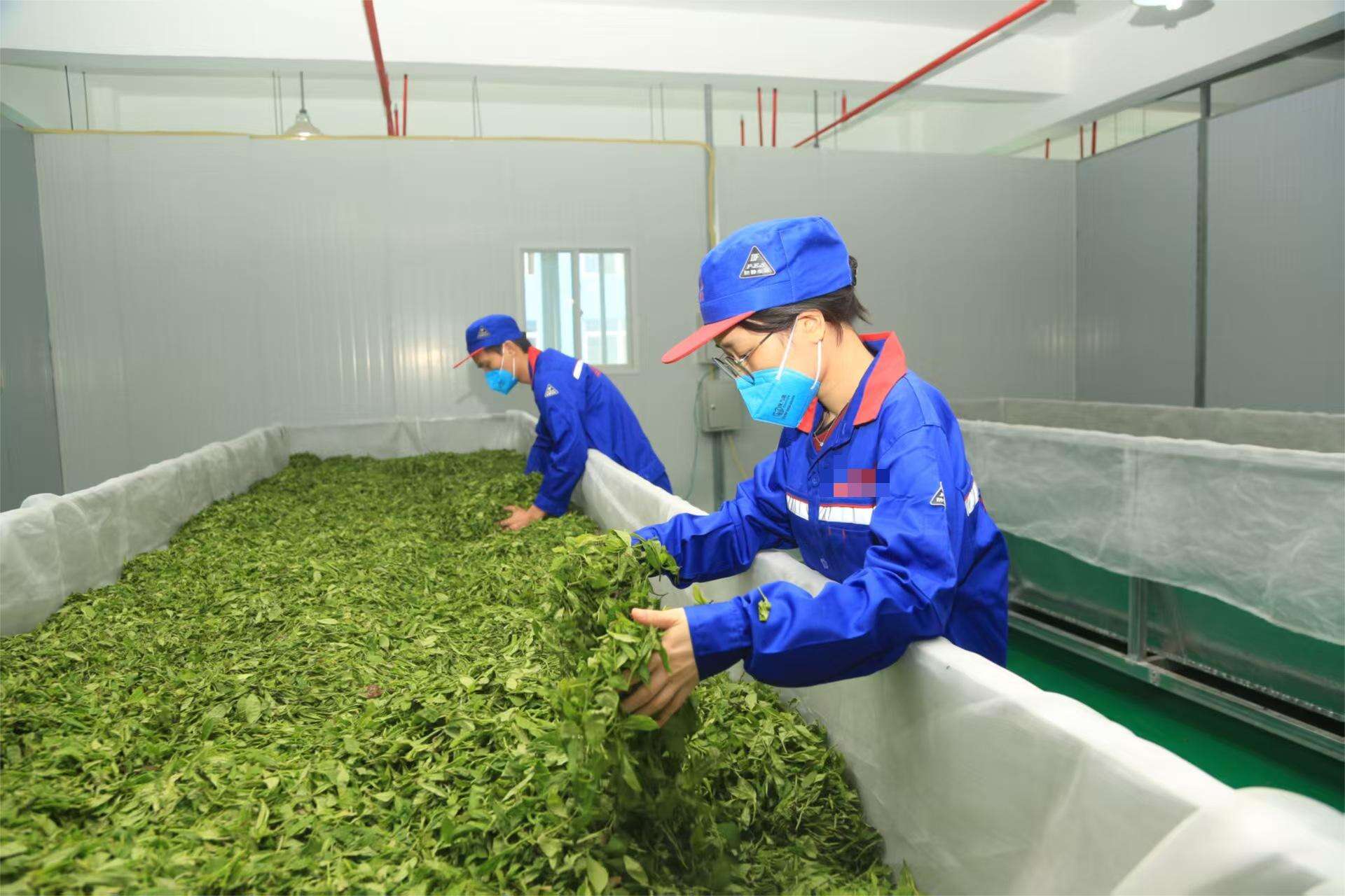 Découvrez les bienfaits transformateurs de la tisane d’armoise