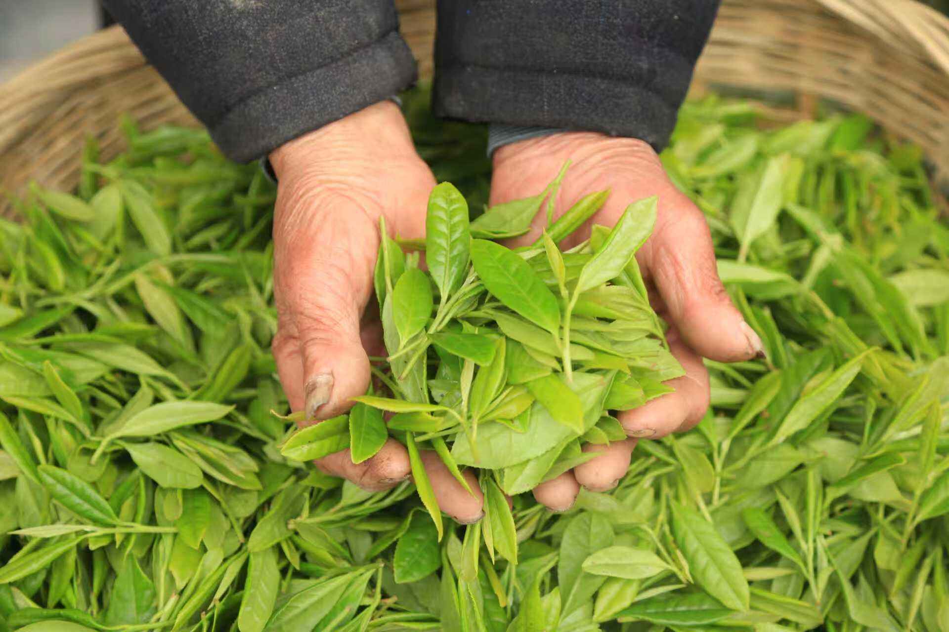 Qualité supérieure, issue des hautes terres écologiques