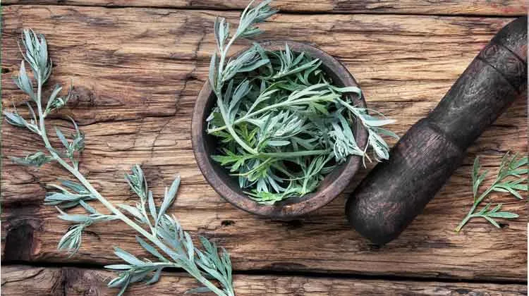 Découvrez les bienfaits uniques de l’armoise commune