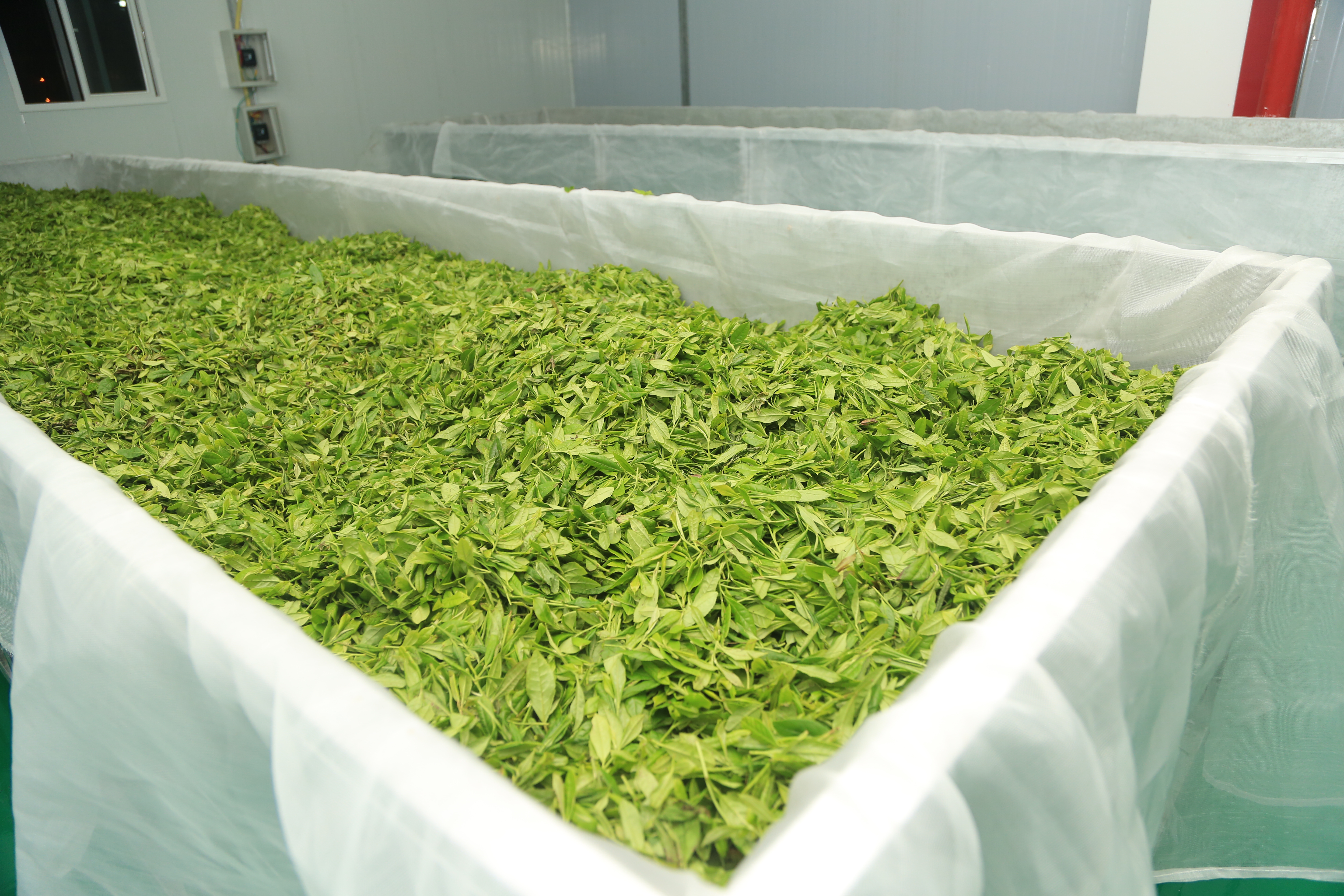 Opdag de bemærkelsesværdige fordele ved mugwort-te