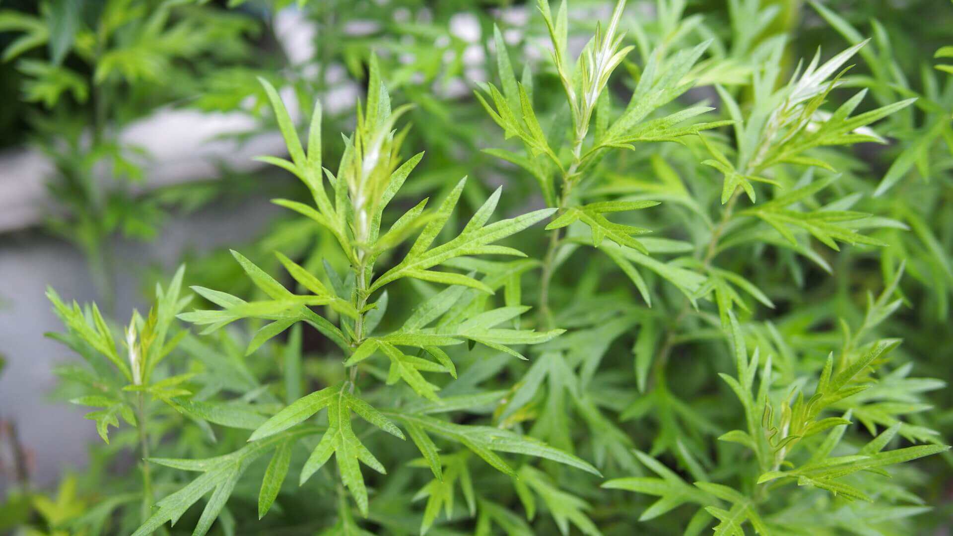 Artemisia d'exception, vieillie pour une efficacité maximale