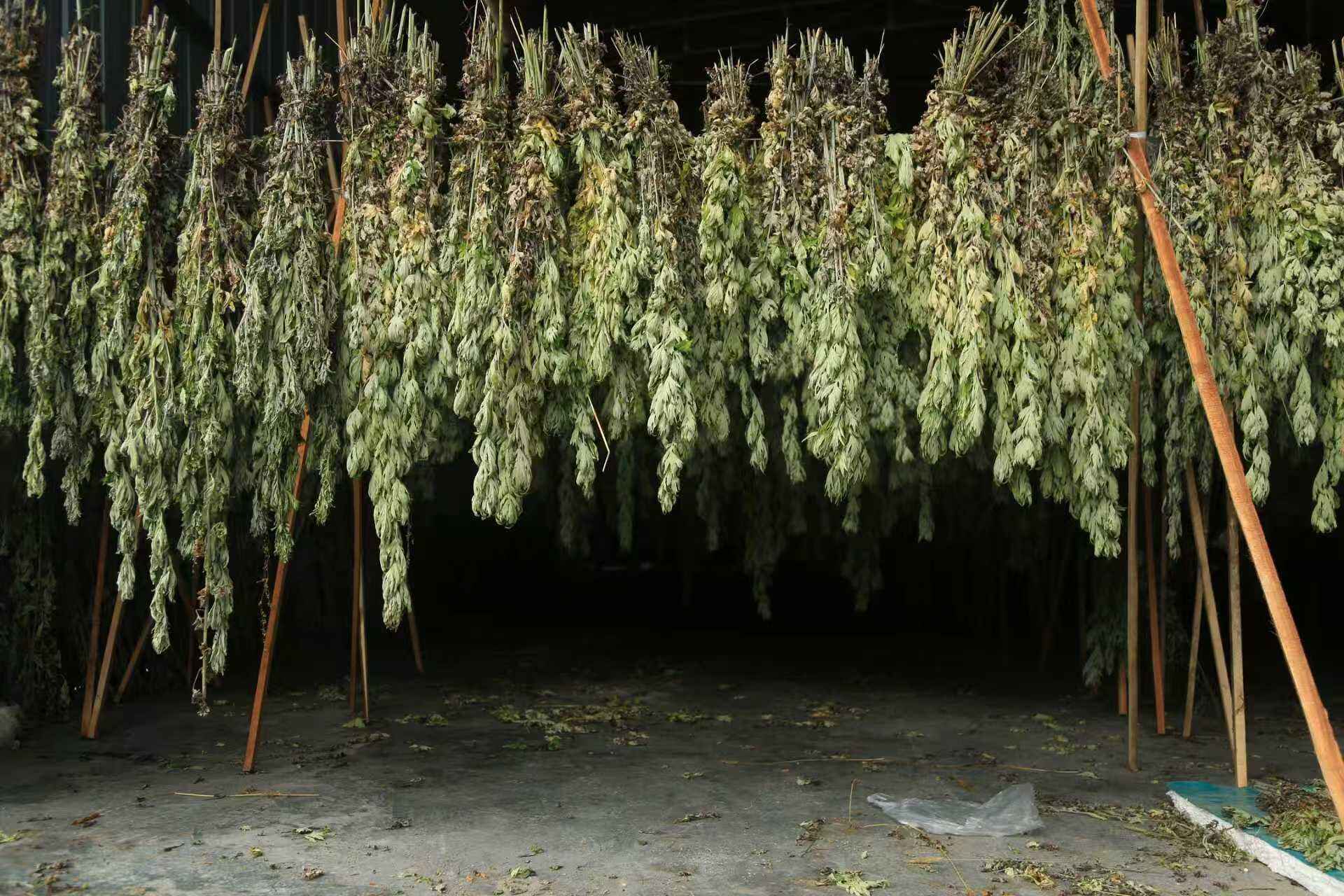 Découvrir les bienfaits spirituels de l’armoise