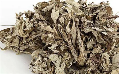 Các đặc tính chữa lành đột phá của cứu ngải muối