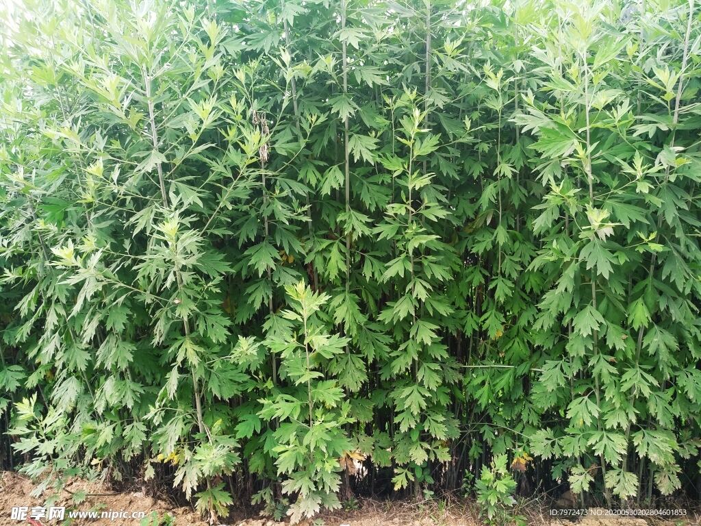 The Benefits of Premium Mugwort Leaves
