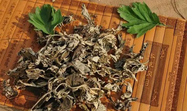 Découvrez les bienfaits de l’armoise pour le bien-être