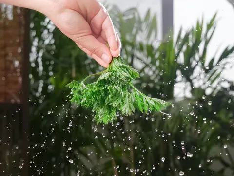 Qualité et tradition réunies dans chaque bâtonnet de moxa