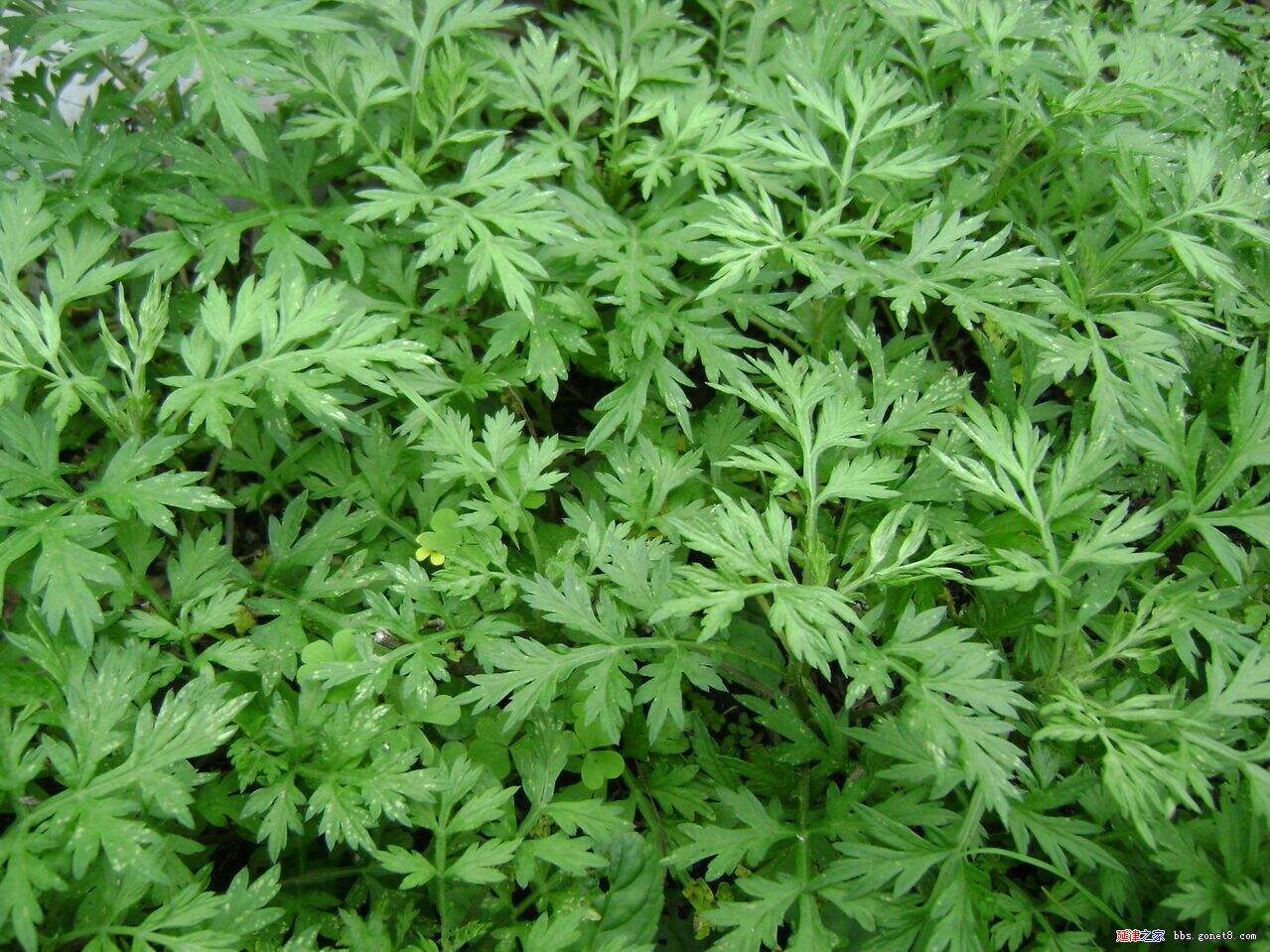 Premium Aged Mugwort
