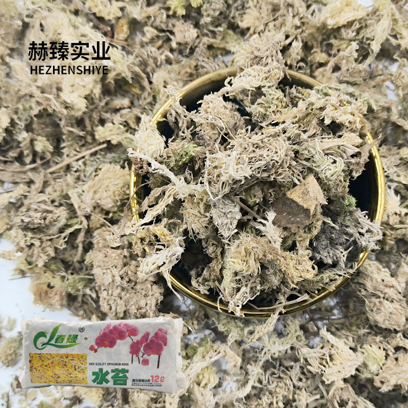 Sphagnum Moss Nature’s Versatile Sponge Plant