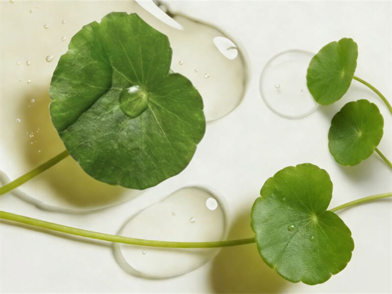 A Global Odyssey of Botanical Ingredients: Where Earth’s Essence Meets the Beauty Economy