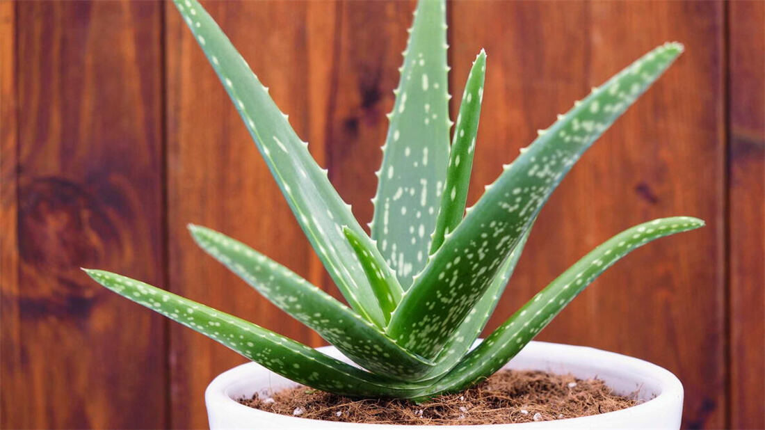 Aloe Vera Skincare