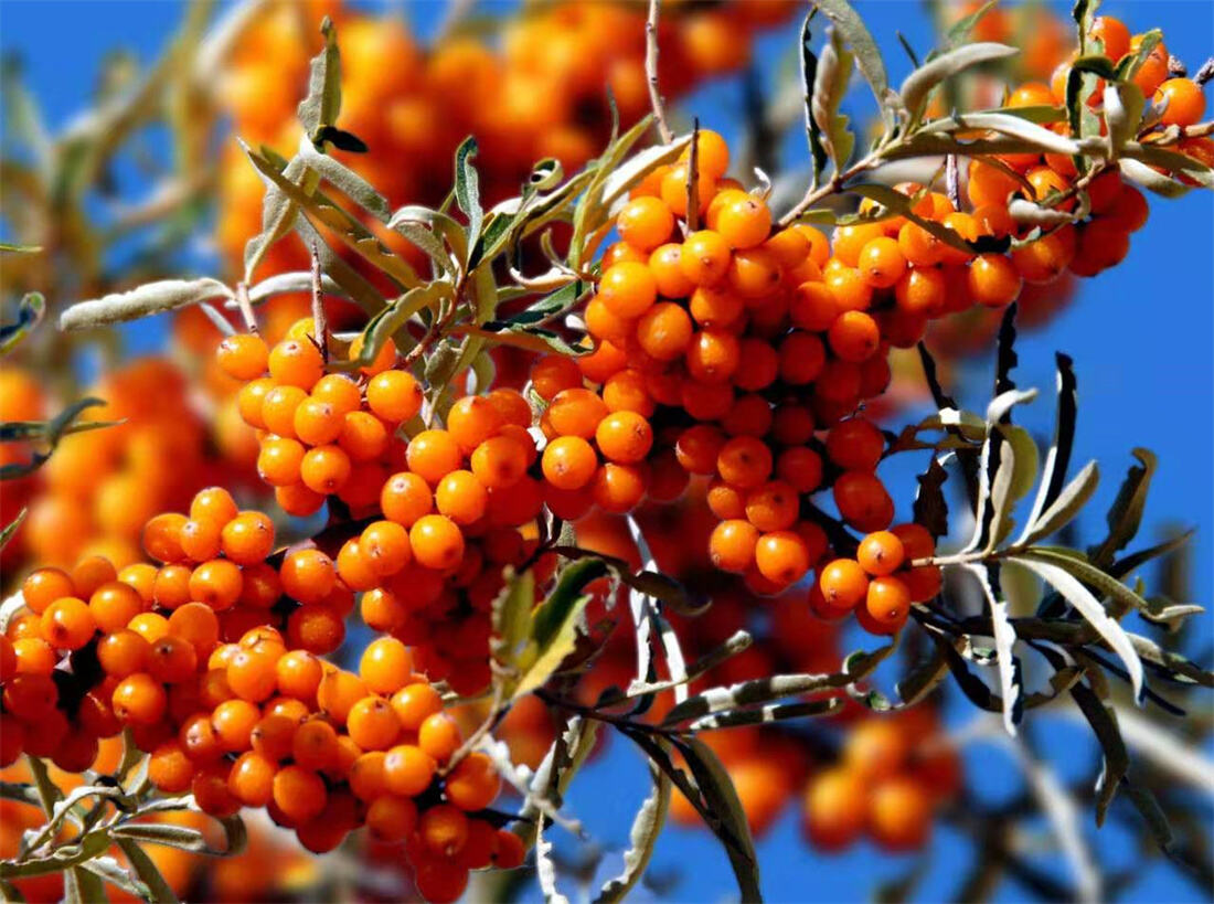 Sea Buckthorn