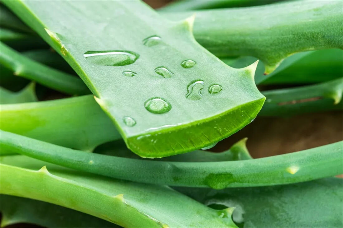 Aloe Vera Safe Usage