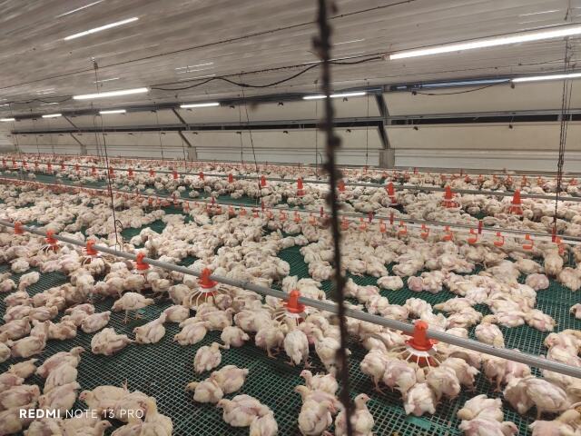 How to eliminate flies in chicken farms