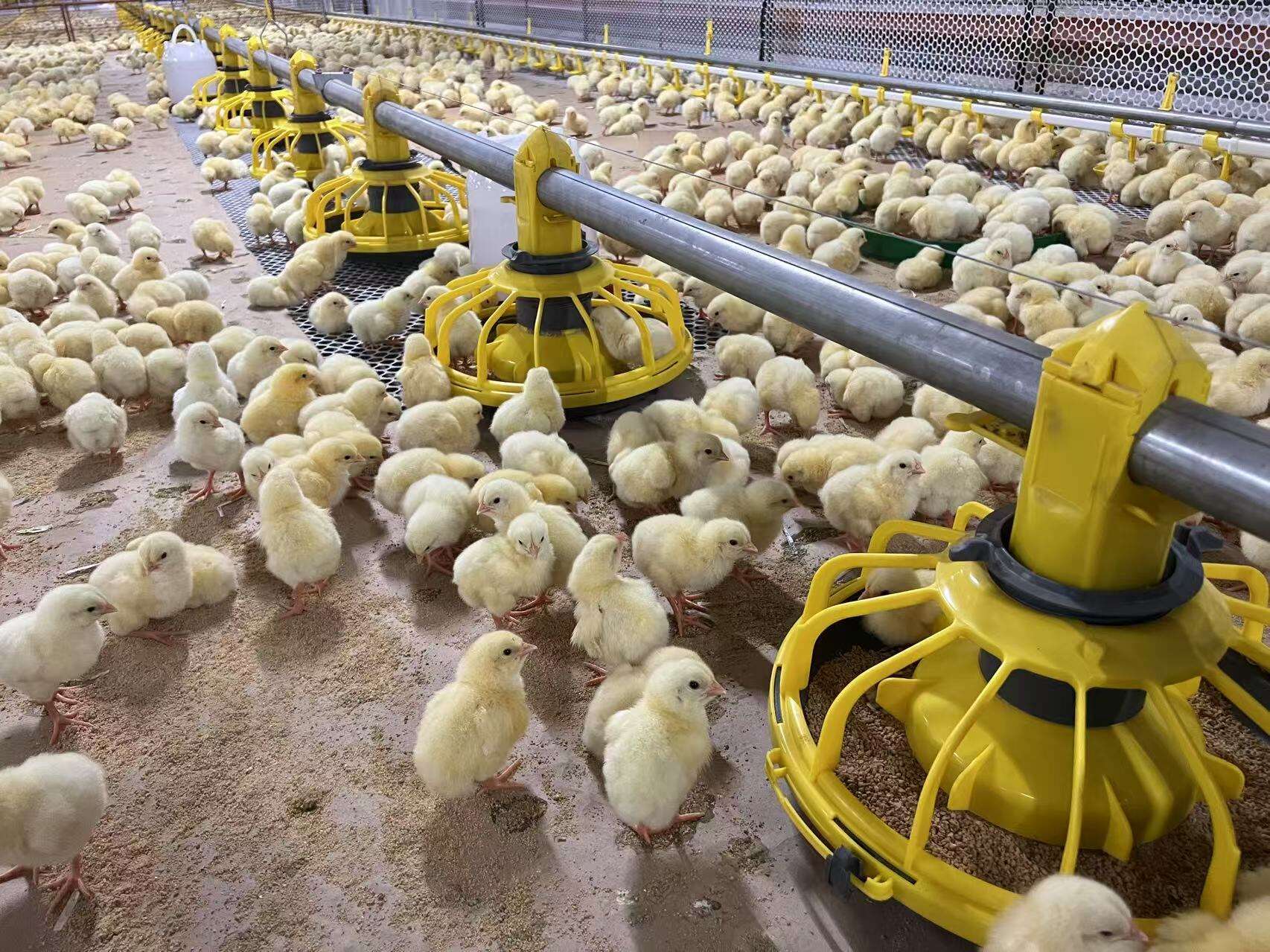 Projet de type sol surélevé pour poulets de chair à Quezon, Philippines