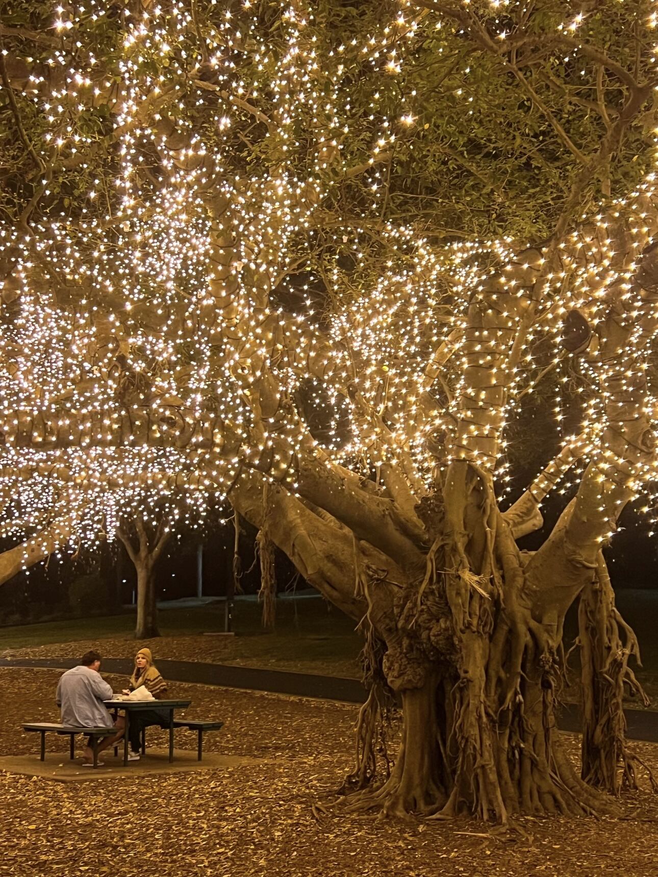 How to Choose the Best Christmas Solar Lights for Your Outdoor Space