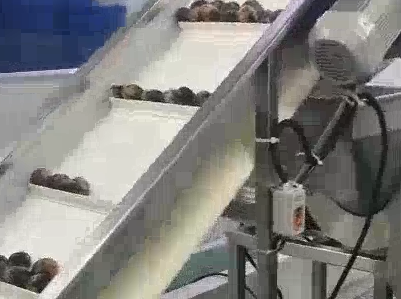 High-Precision Onion Dicing Solution for a Leading Food Processor