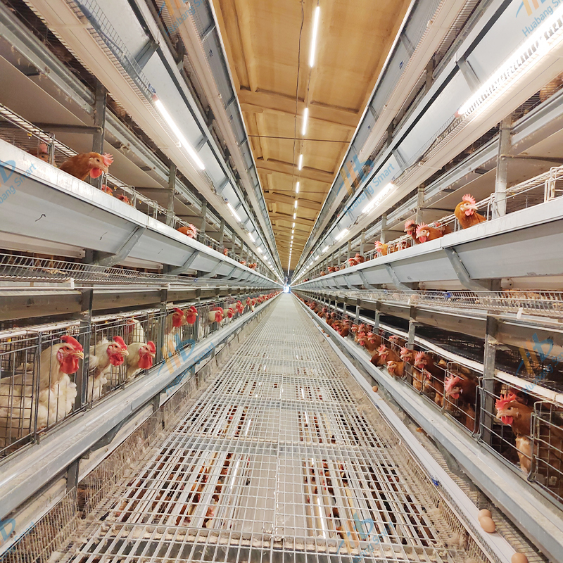 Cara Memasang Kandang Ayam Fungsional
