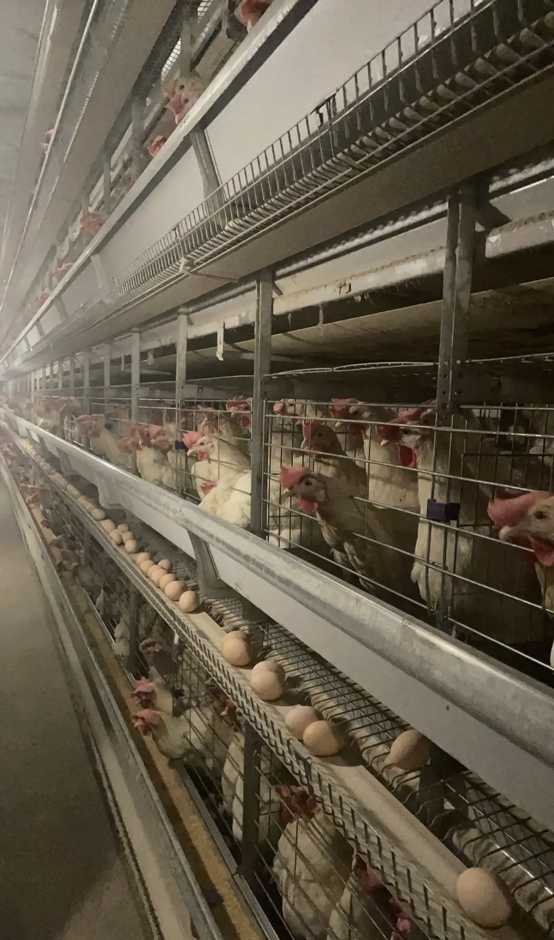 How to Optimize Space in Your Poultry Farm with Chicken Cages