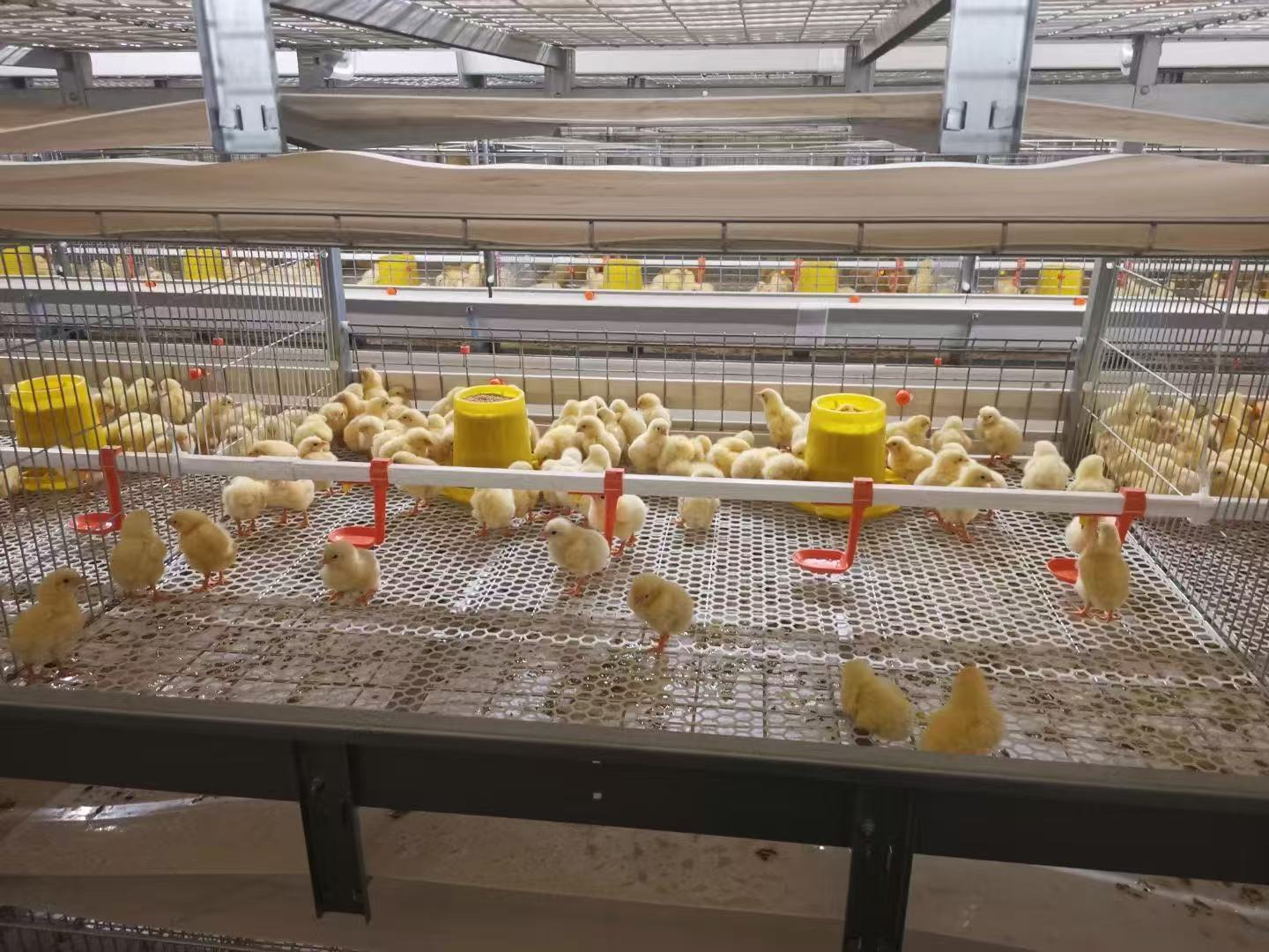 Tavuk Ekipmanı için Düzenli Bakımın Önemi